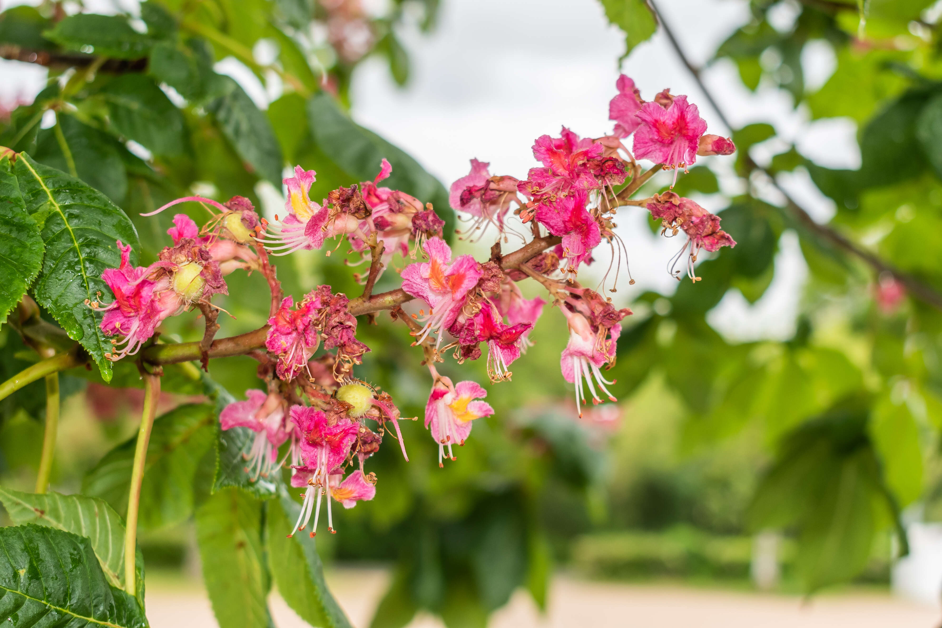 Image of red horse-chestnut