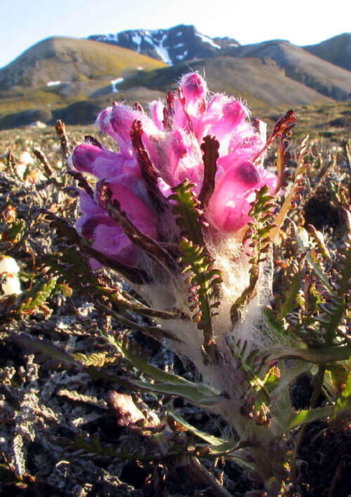 Image of Pedicularis dasyantha Hadac