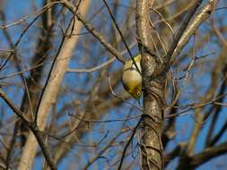 Image of Japanese White-eye