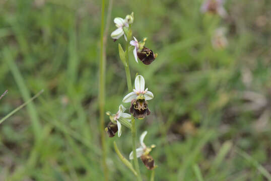 Image of late spider-orchid