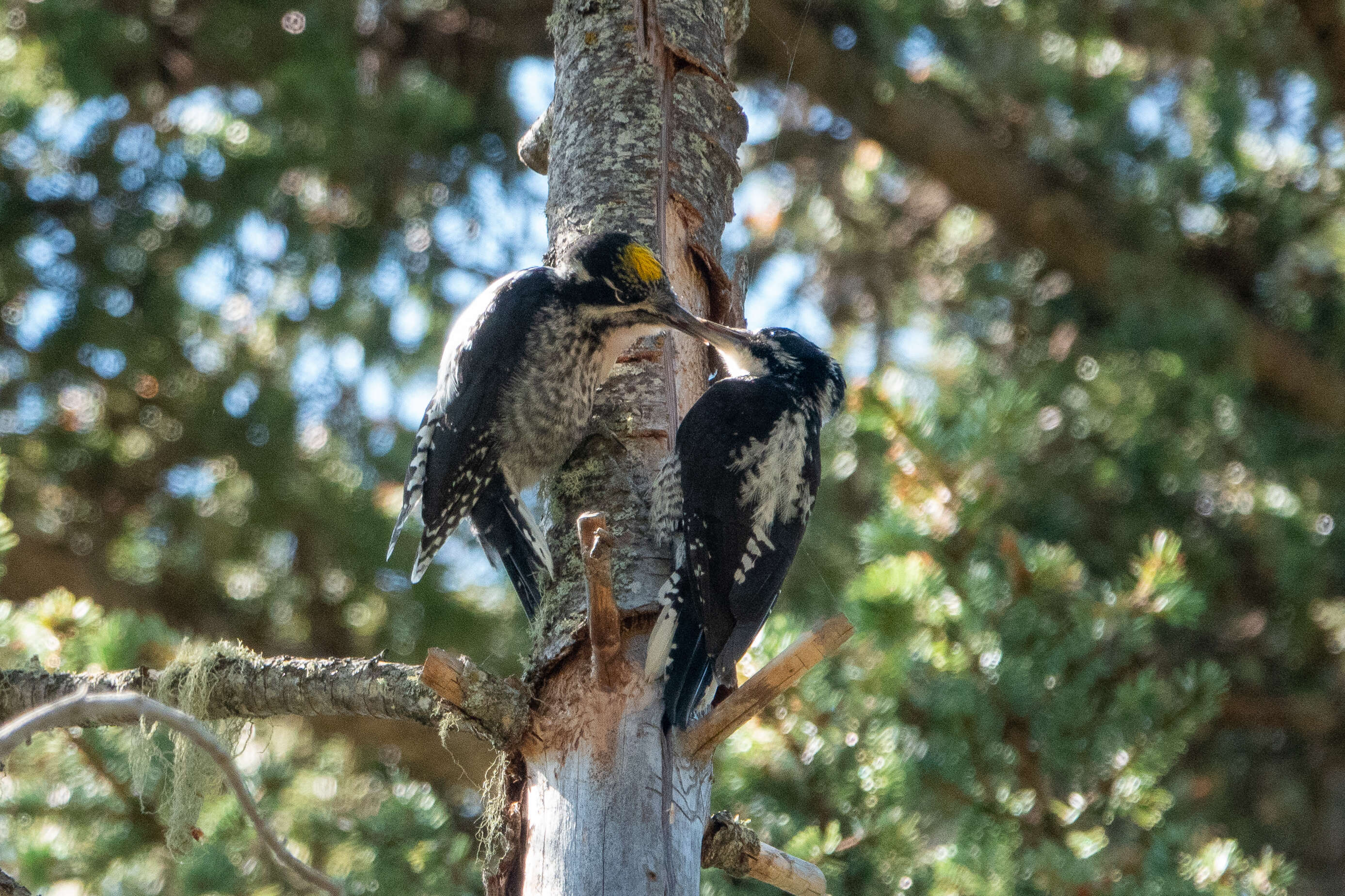 Image of American Three-toed Woodpecker