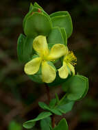 Imagem de Hypericum crux-andreae (L.) Crantz