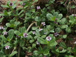 Plancia ëd Phyla nodiflora (L.) Greene