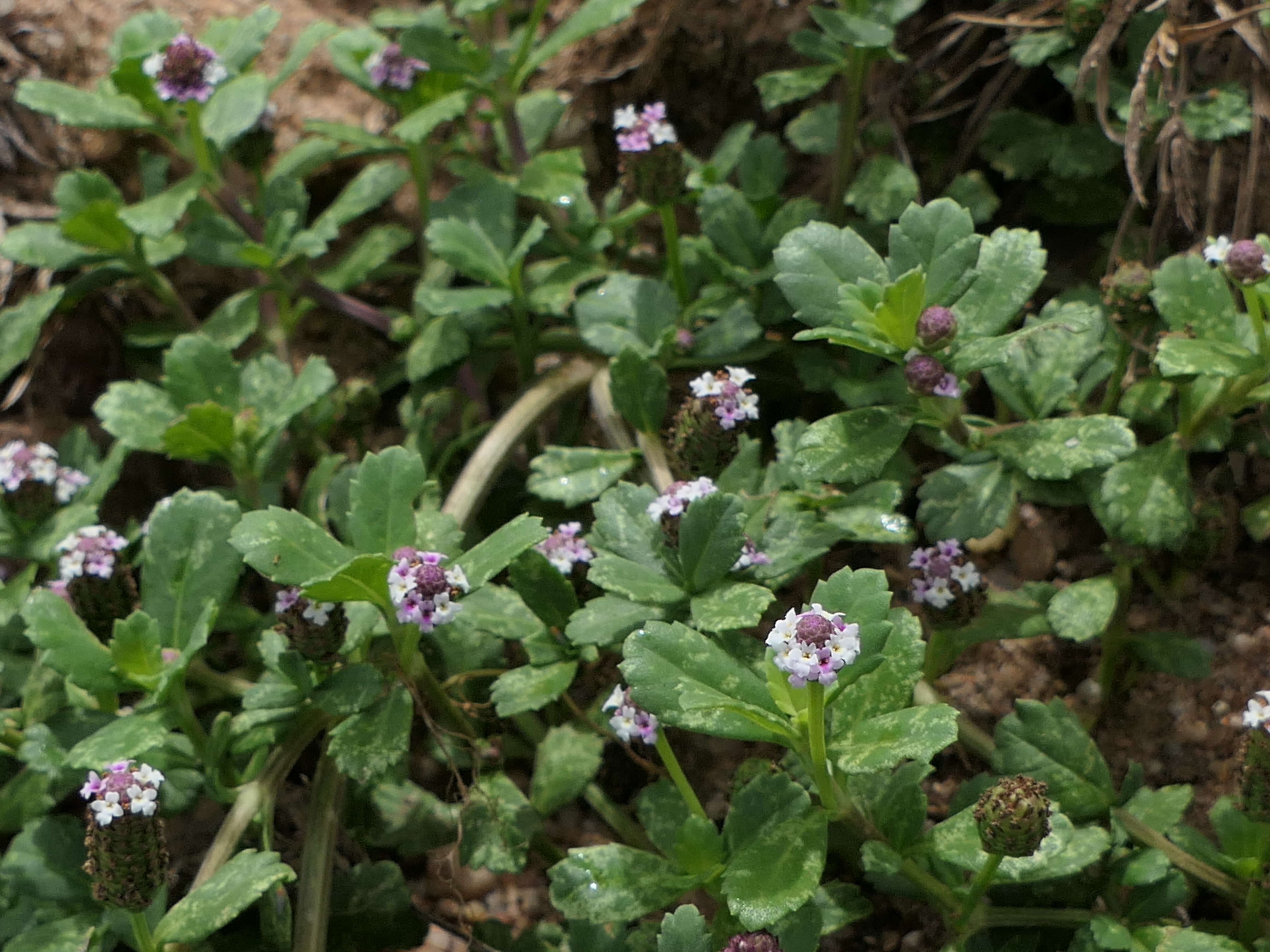 Plancia ëd Phyla nodiflora (L.) Greene