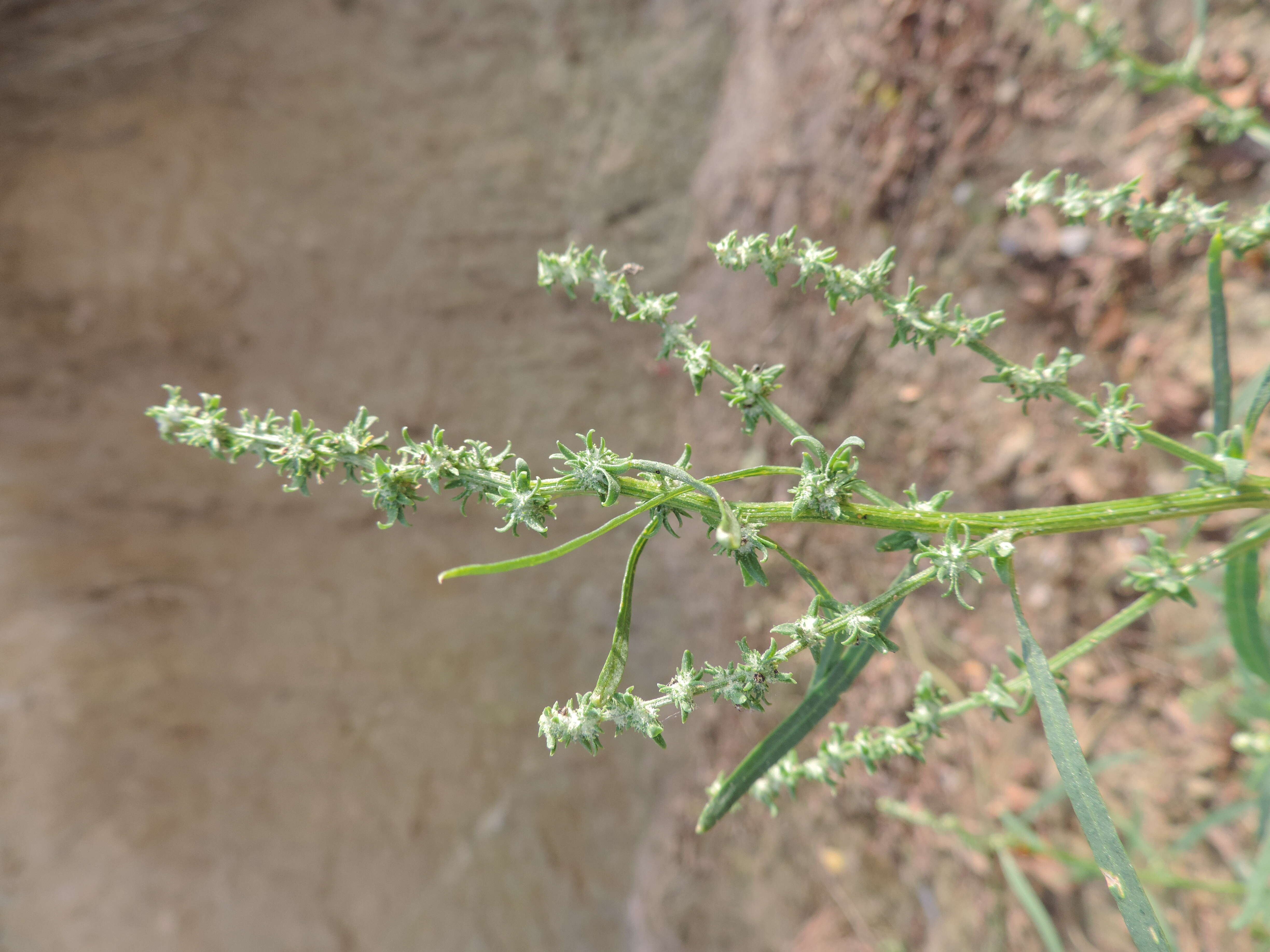 Image of Grass-leaved orache