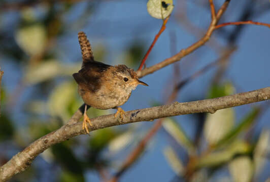 Image of Marsh Wren