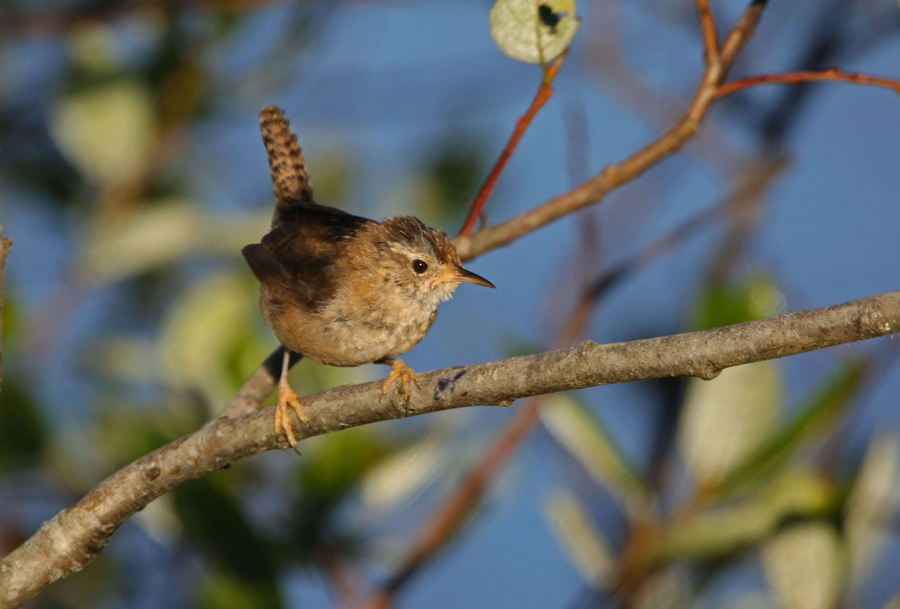 Image of Marsh Wren