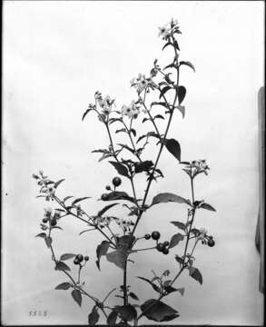 Plancia ëd Atropa belladonna L.