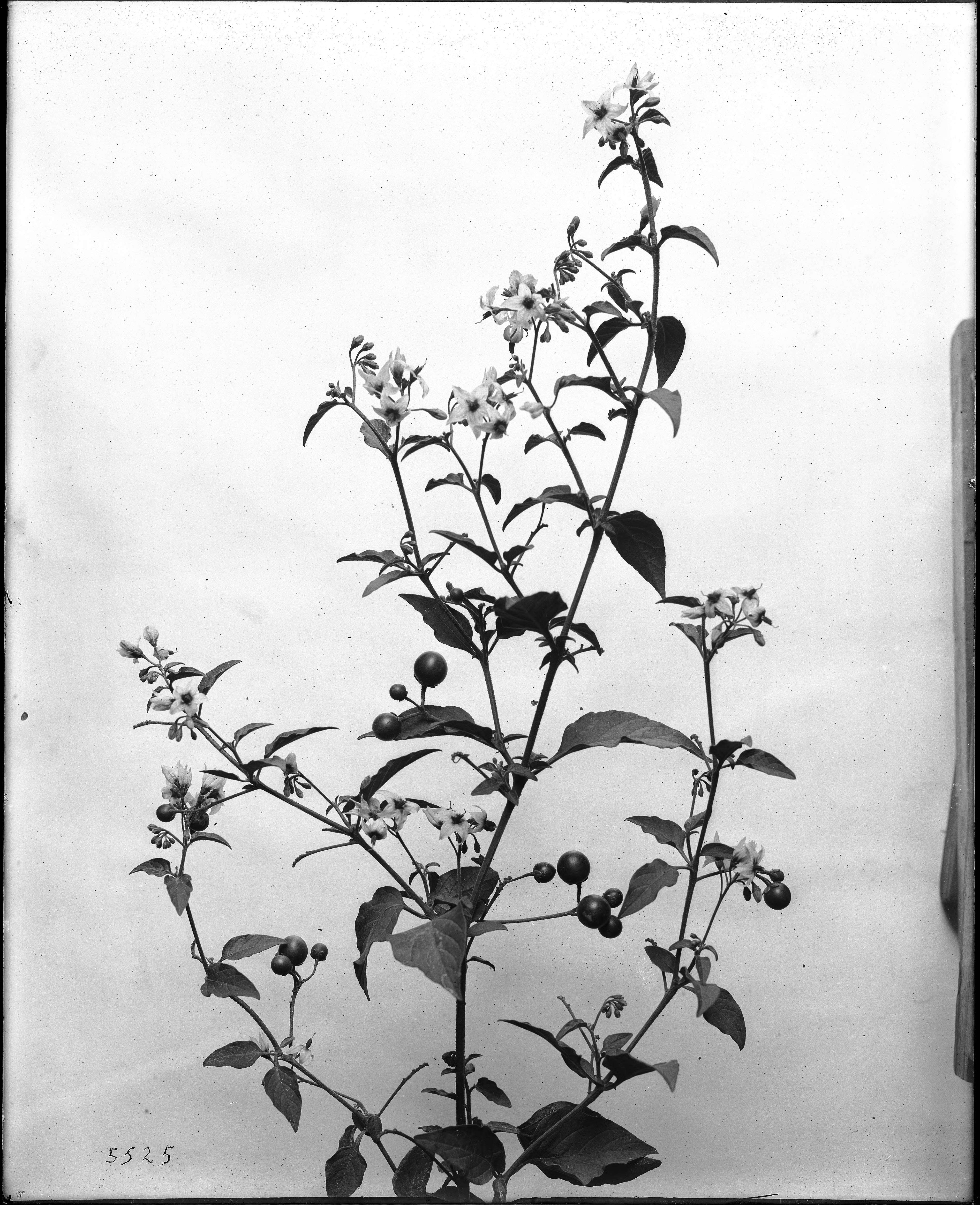 Plancia ëd Atropa belladonna L.