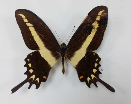 Image of Hector's swallowtail butterfly