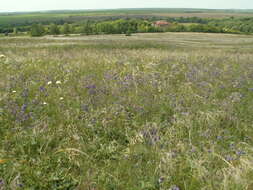 Sivun Salvia nutans L. kuva