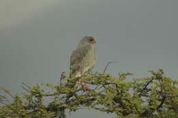 Image of Pale Chanting Goshawk