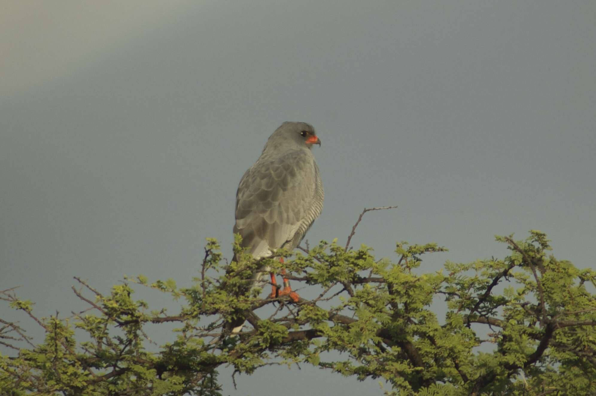 Image of Pale Chanting Goshawk