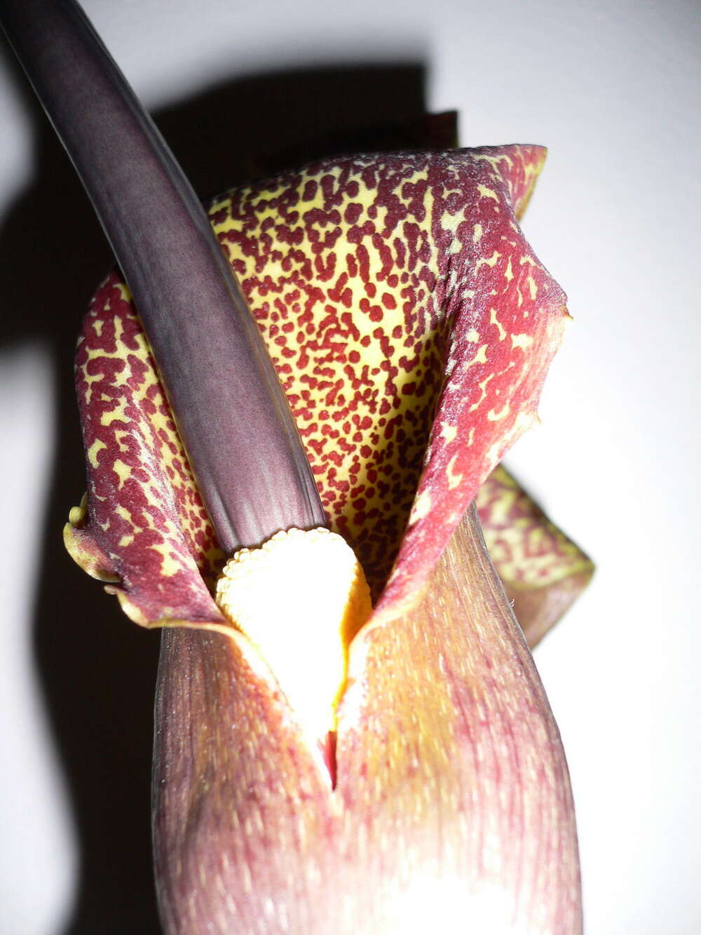 Image of Voodoo Lily