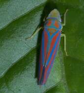 Graphocephala coccinea (Forster & J. R. 1771)的圖片