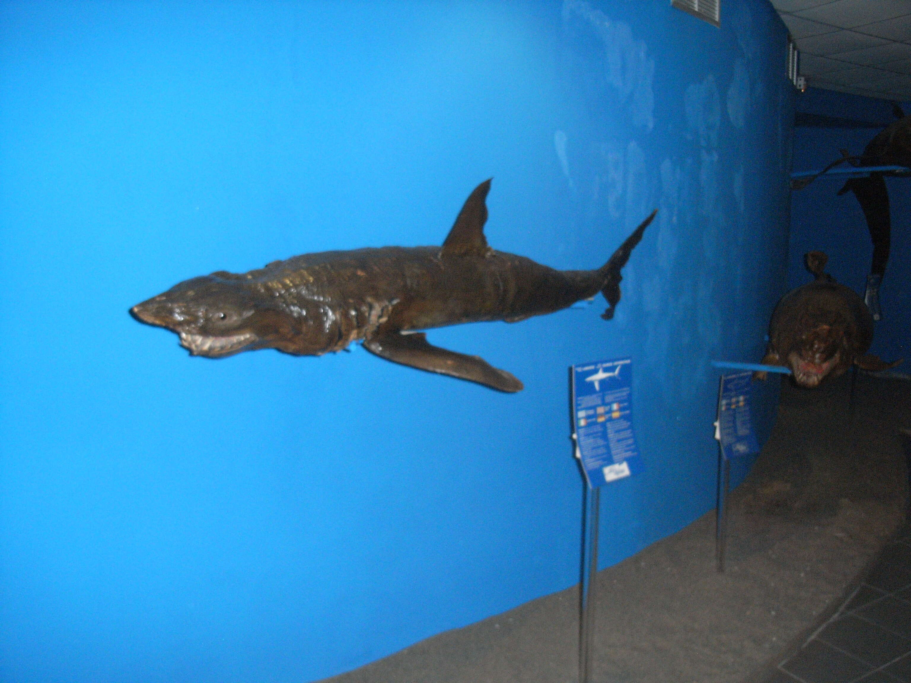 Image of mackerel sharks