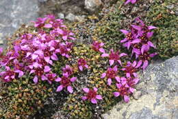 Image of saxifrage