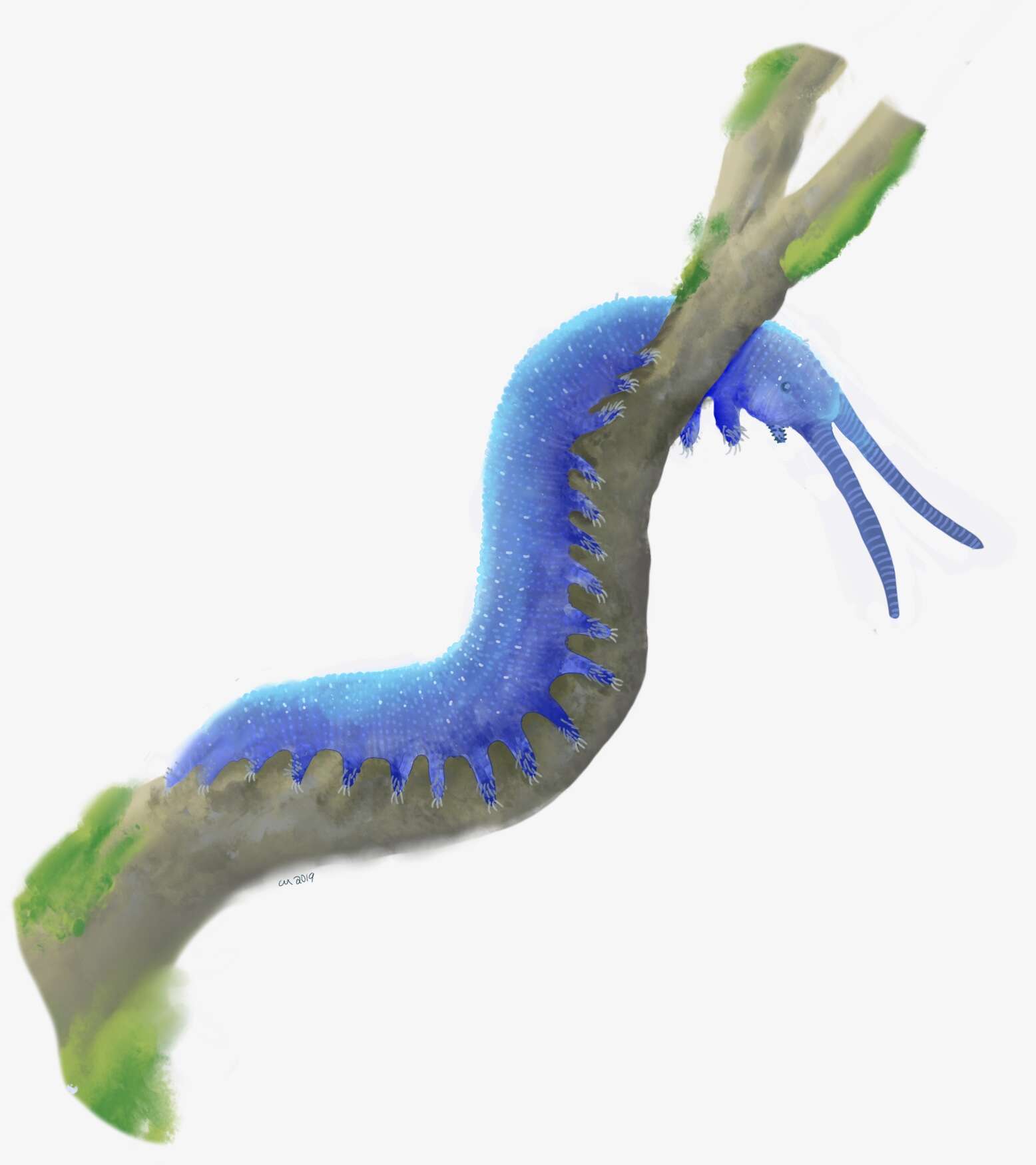 Image of peripatid velvet worms