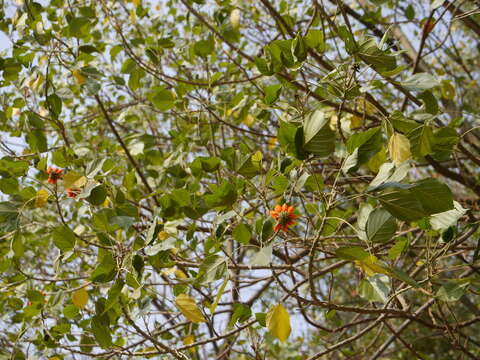 صورة Erythrina subumbrans (Hassk.) Merr.