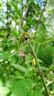 Image of Broad-leaved Helleborine