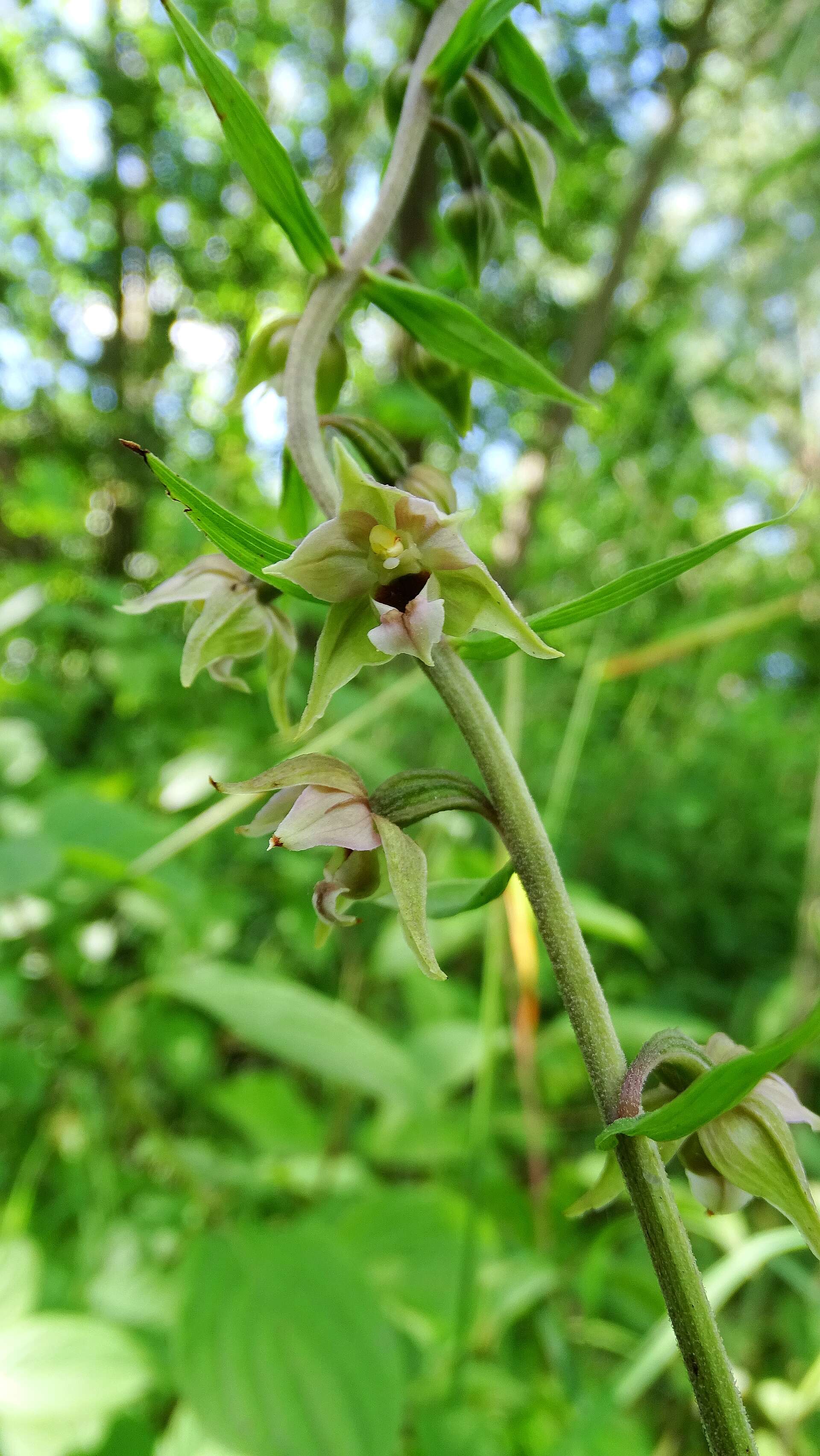 Imagem de Epipactis helleborine (L.) Crantz