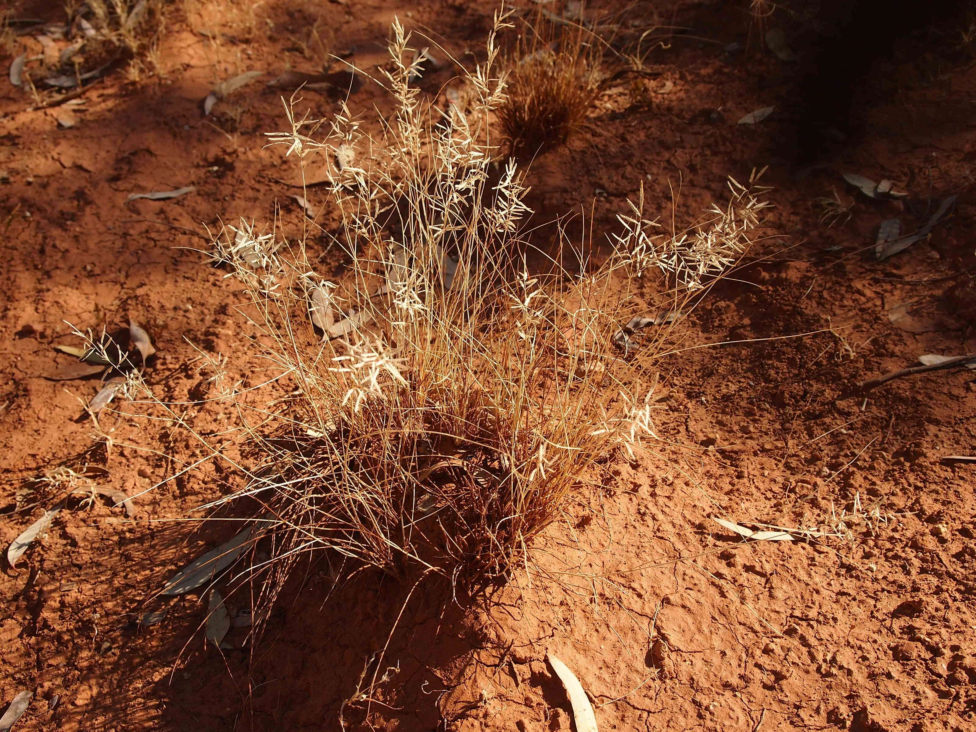 Image of bristleleaf lovegrass