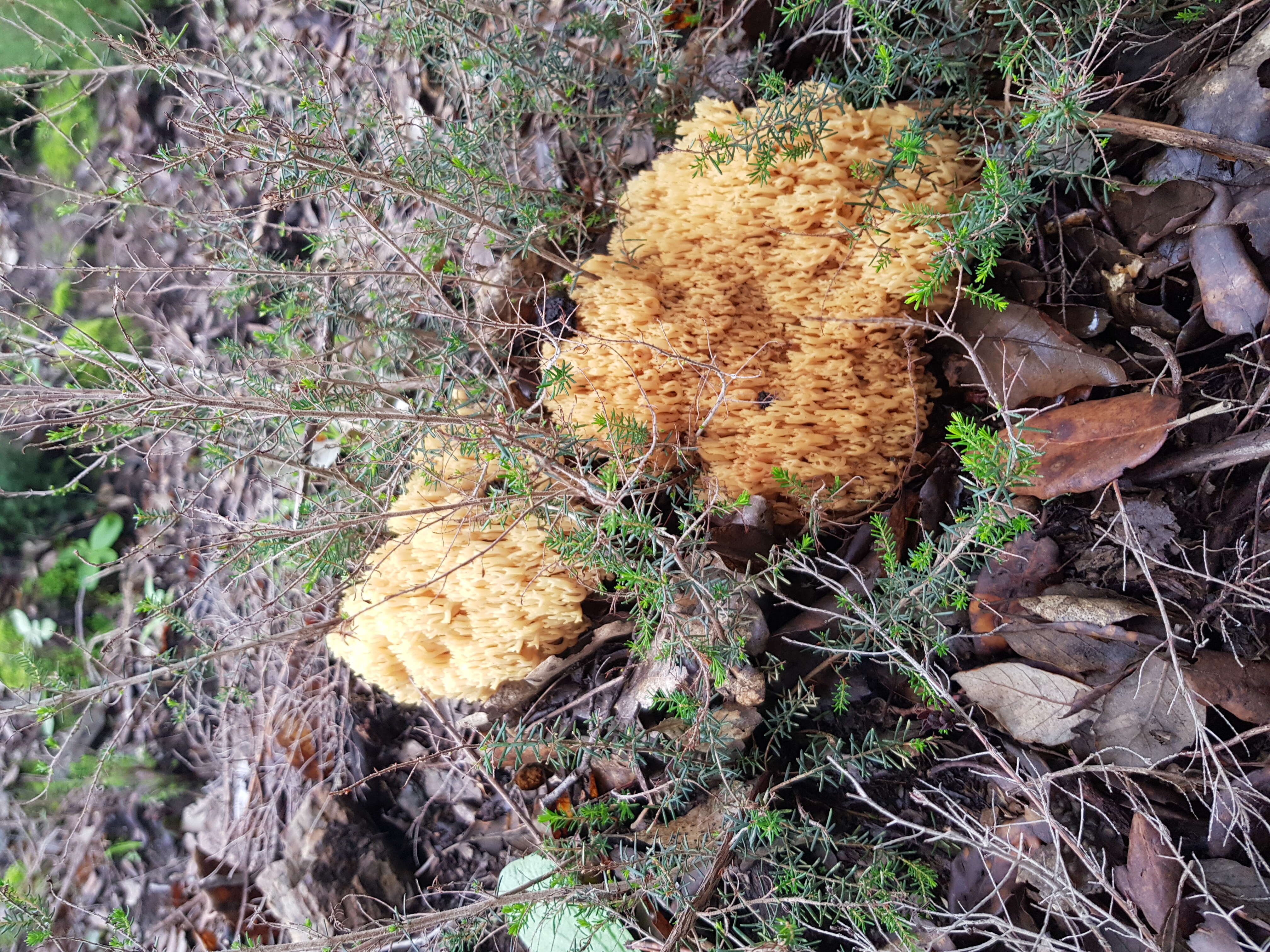 Ramaria flava (Schaeff.) Quél. 1888 resmi