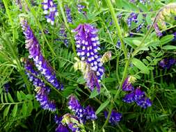 Image of bird vetch