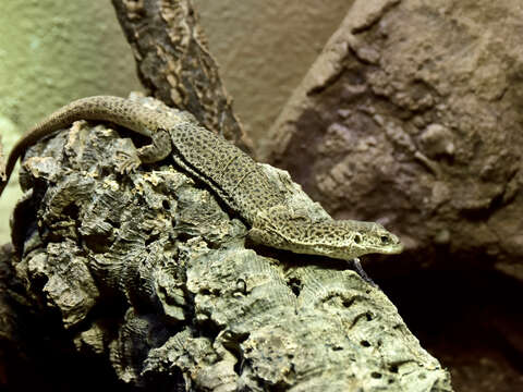 Image of Line-tailed Pygmy Monitor