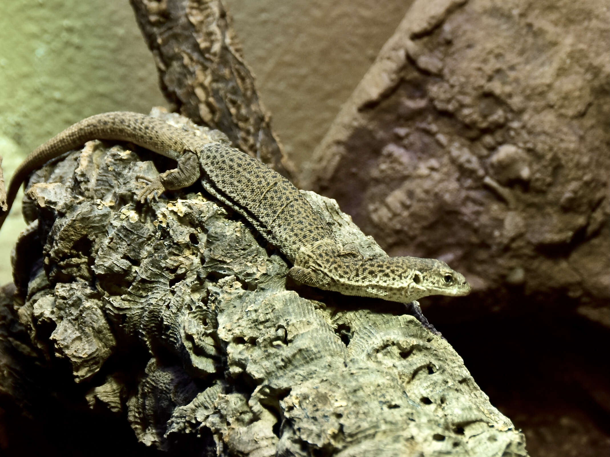 Varanus caudolineatus Boulenger 1885 resmi