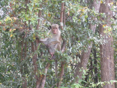 Image of Toque macaque