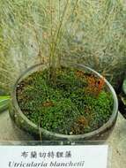 Imagem de Utricularia blanchetii A. DC.