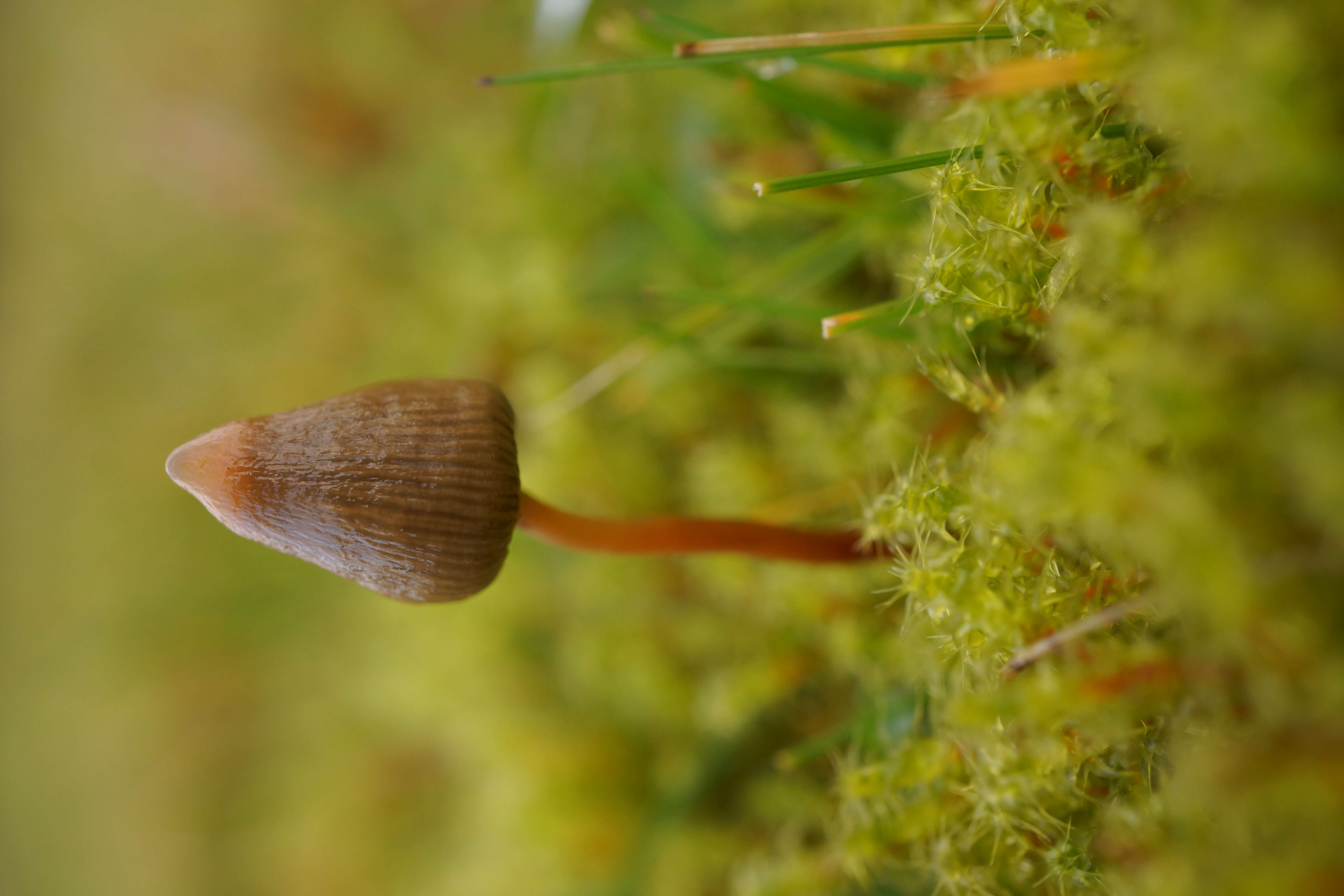 Plancia ëd Psilocybe semilanceata (Fr.) P. Kumm. 1871