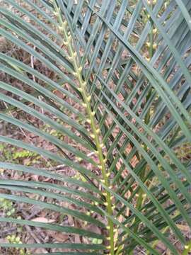 Image of Macrozamia mountperriensis F. M. Bailey