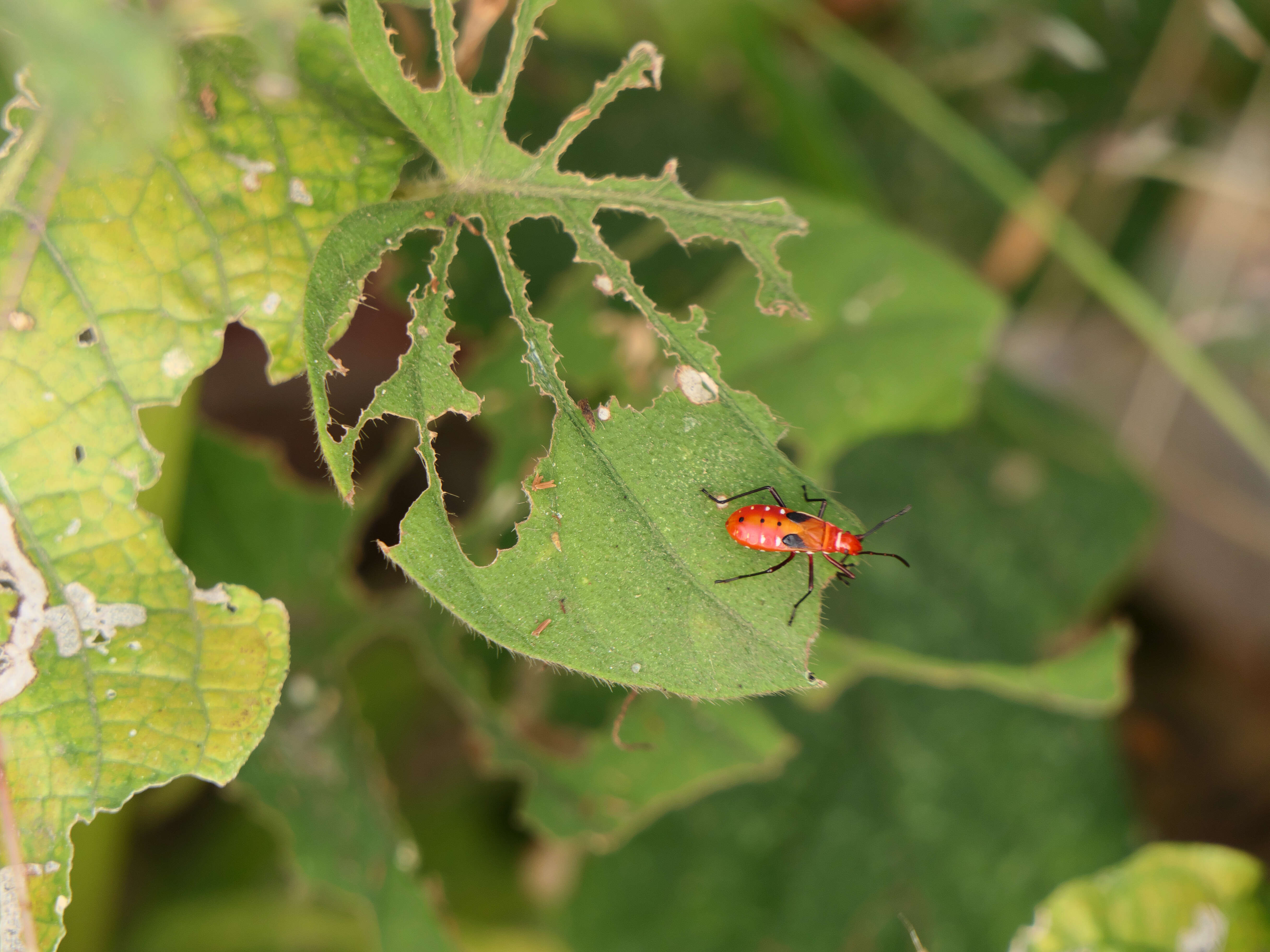 Image of Cotton Stainers (several spp.)