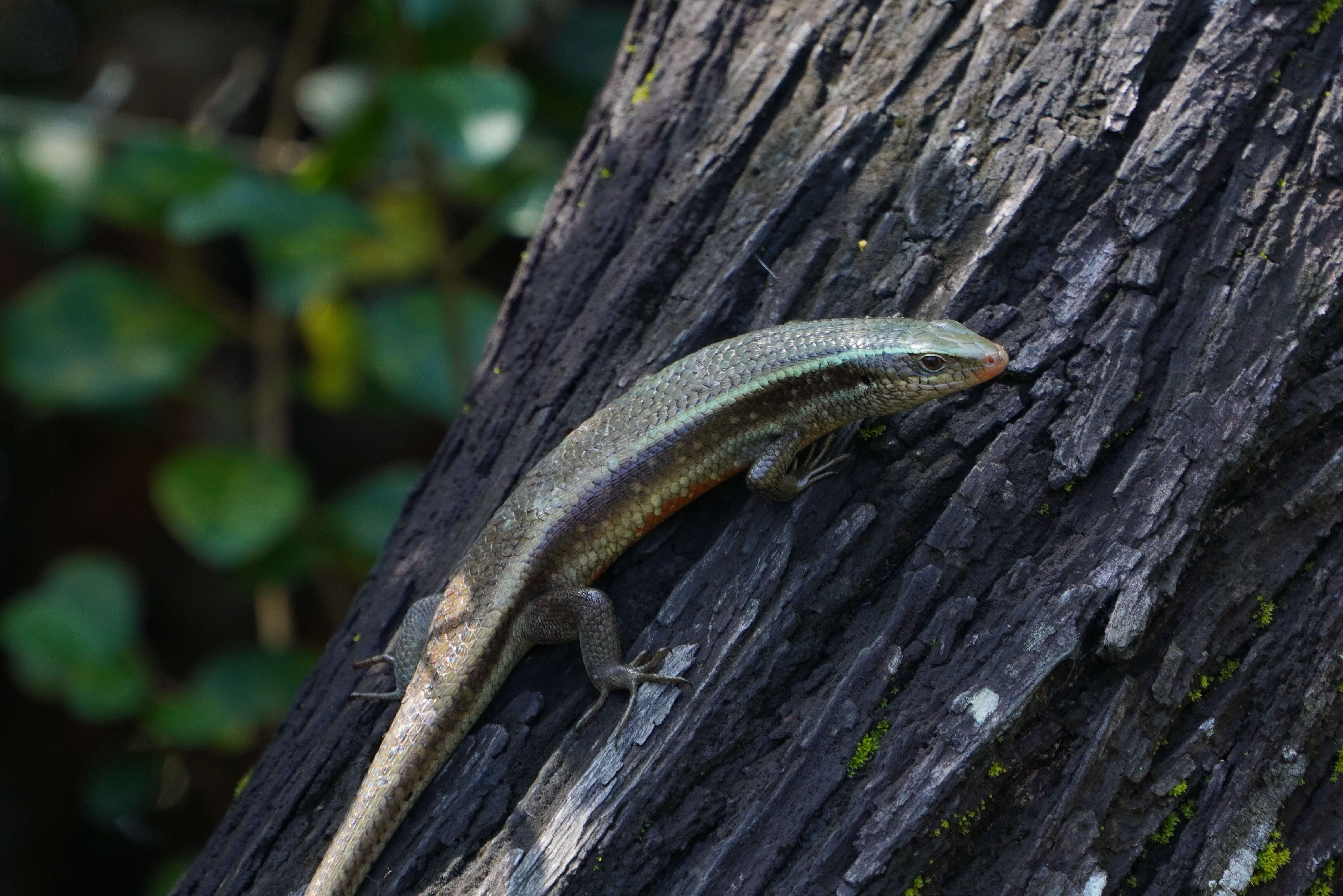 Image of Allapalli Grass Skink