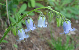 Image of Bearded Bellflower