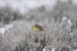 Image of Western Meadowlark