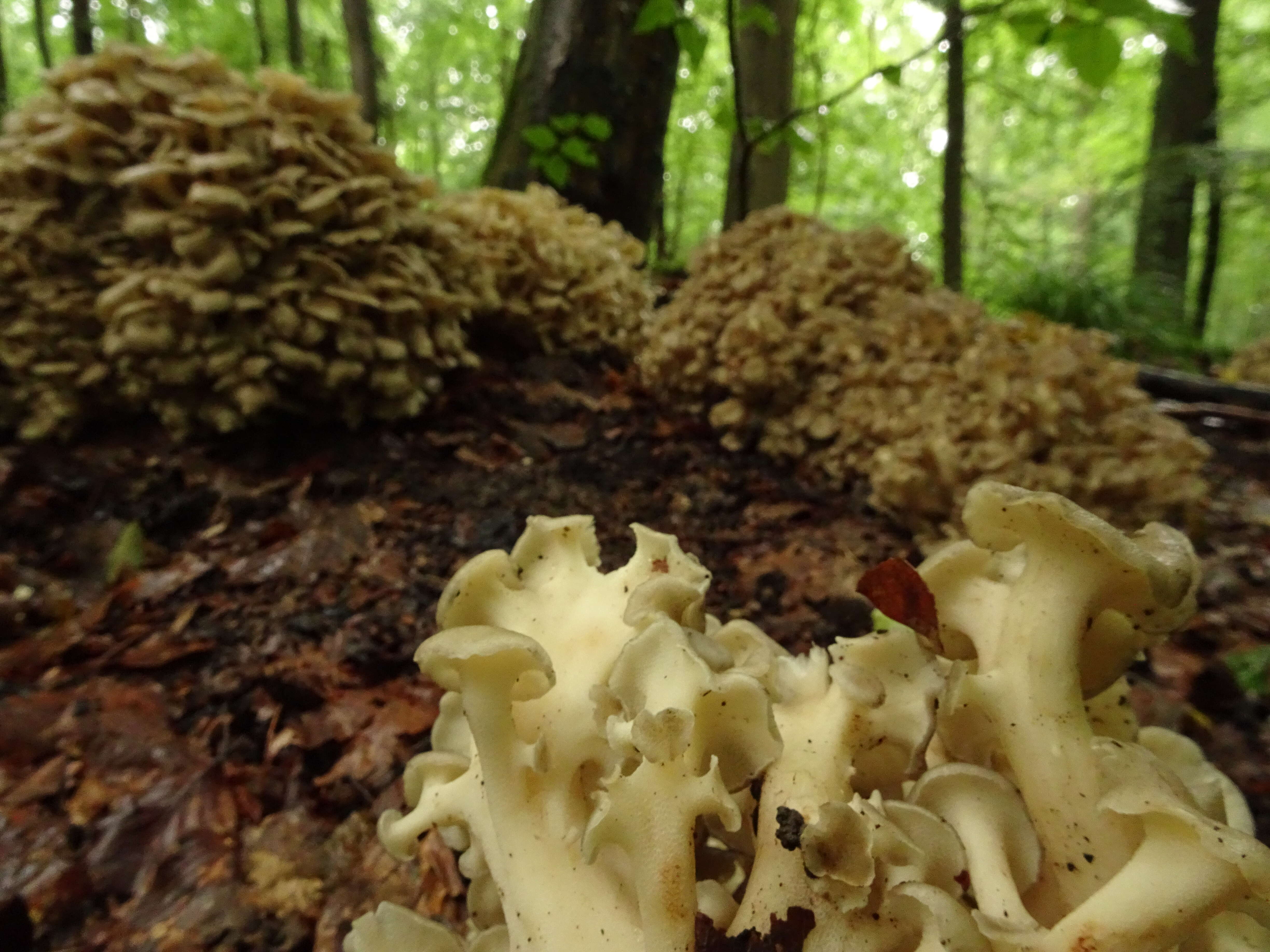 Image of Polyporus umbellatus (Pers.) Fr. 1821