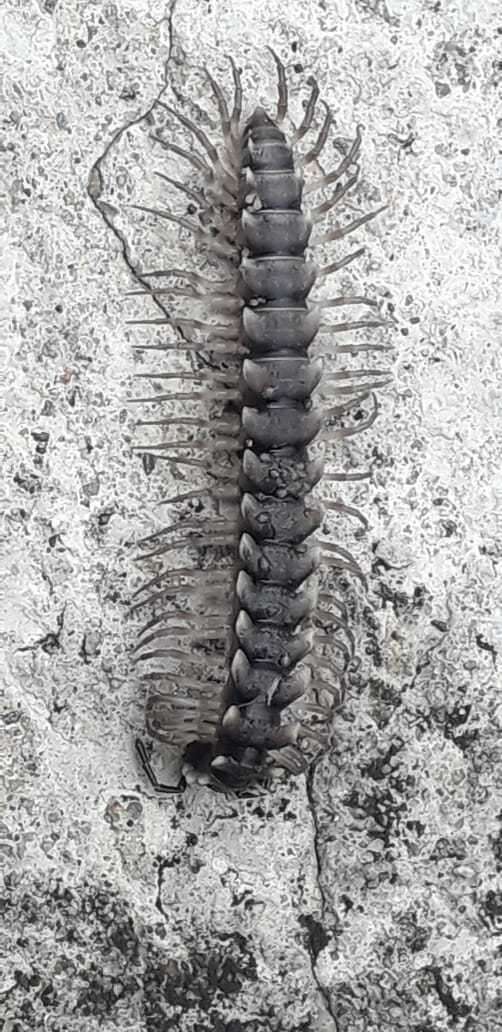 Image of Flat-backed millipede