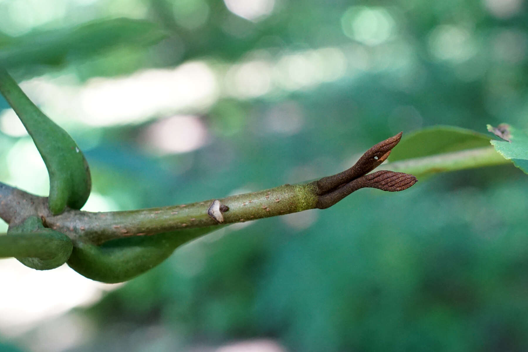 Pterocarya hupehensis Skan resmi