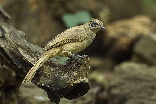 Image of Streak-eared Bulbul