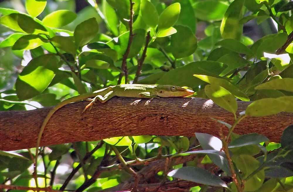 Image of Cuban green anole