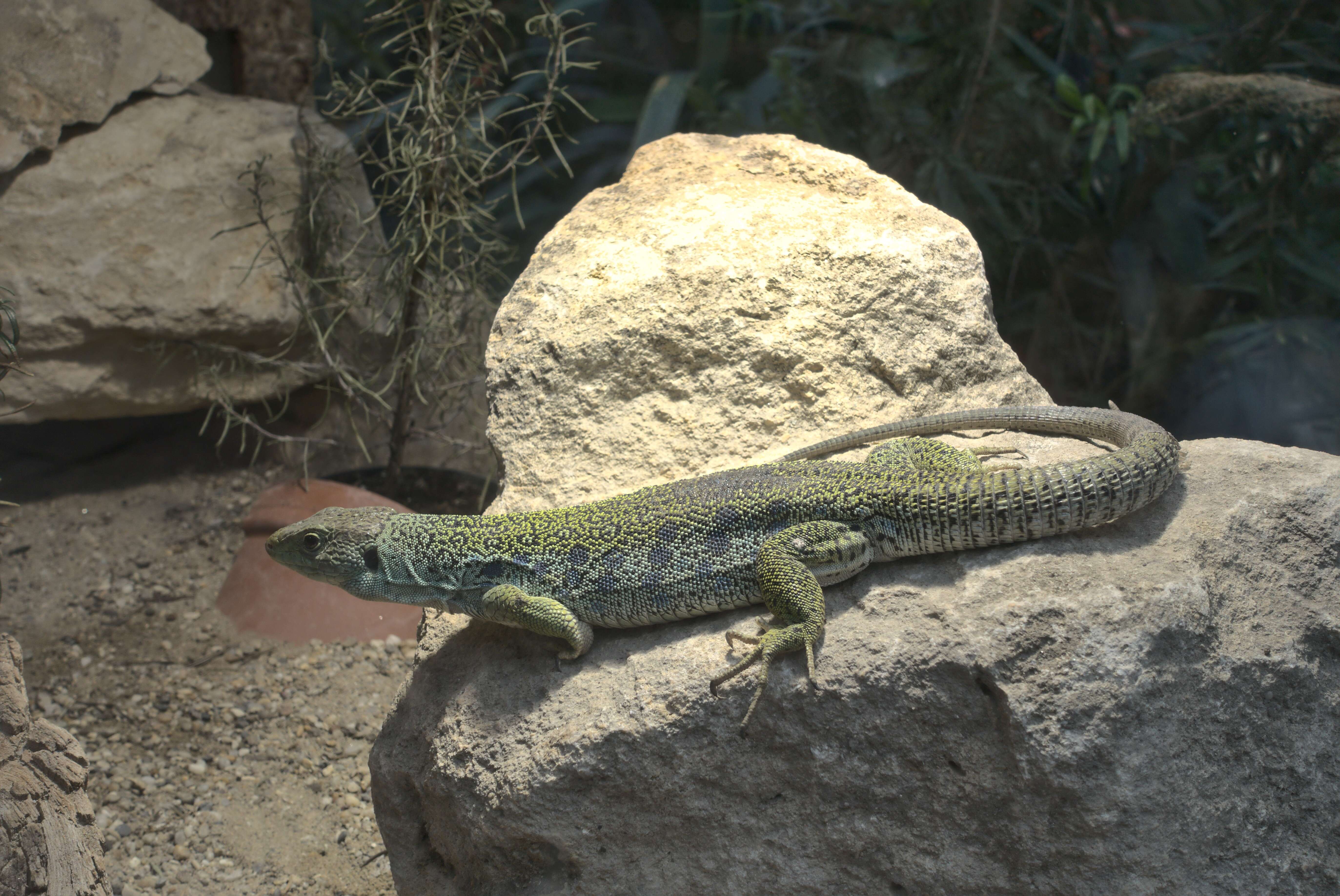 Image of Ocellated Lizard