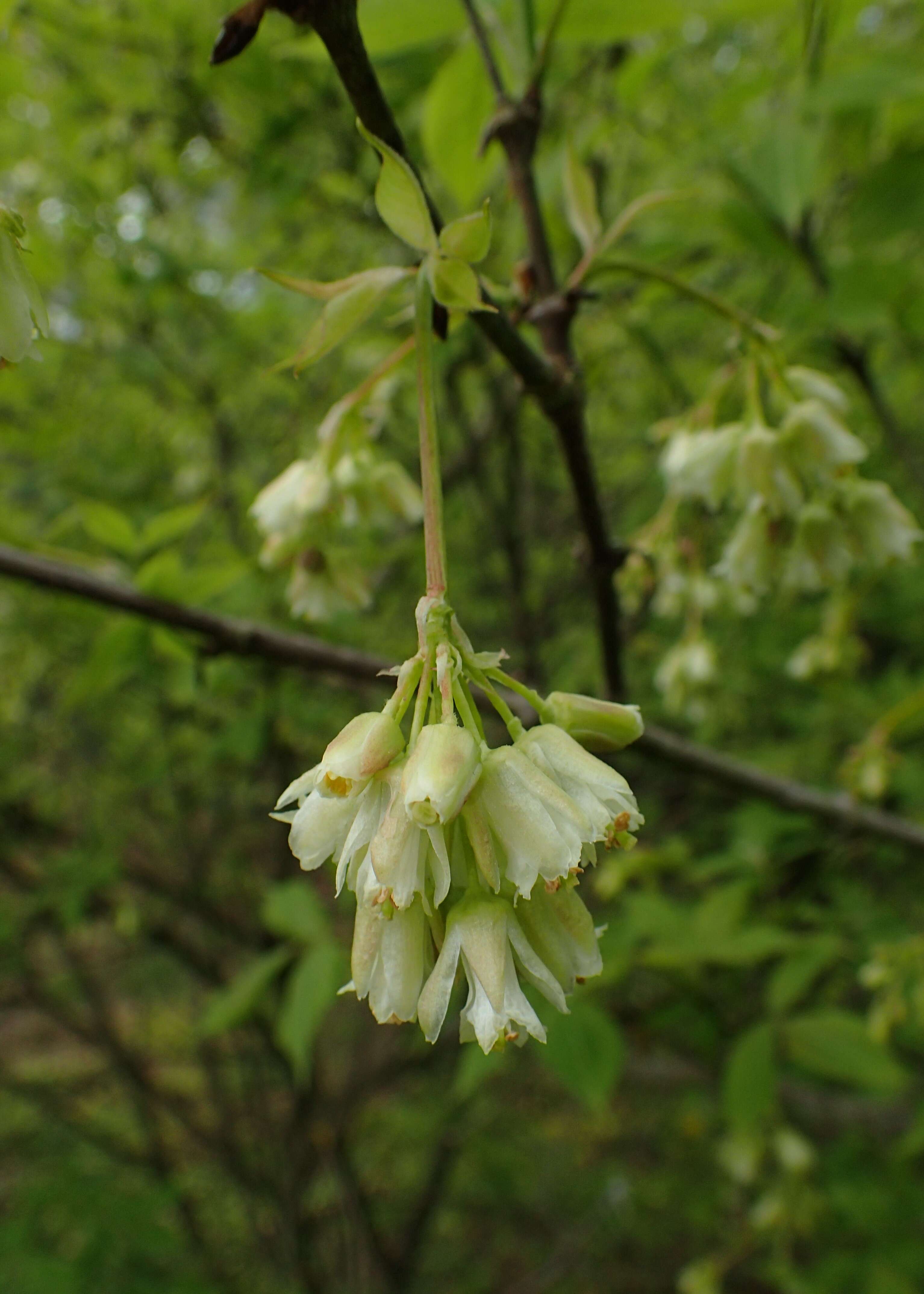 Imagem de Staphylea trifolia L.