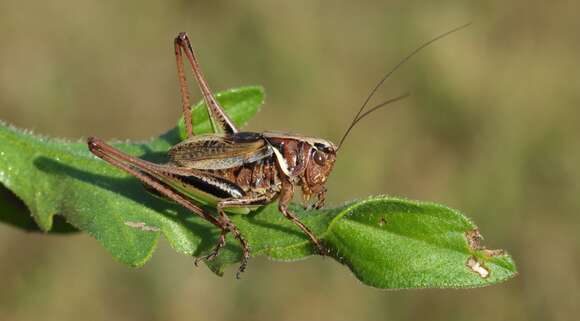 Image of bog bush-cricket