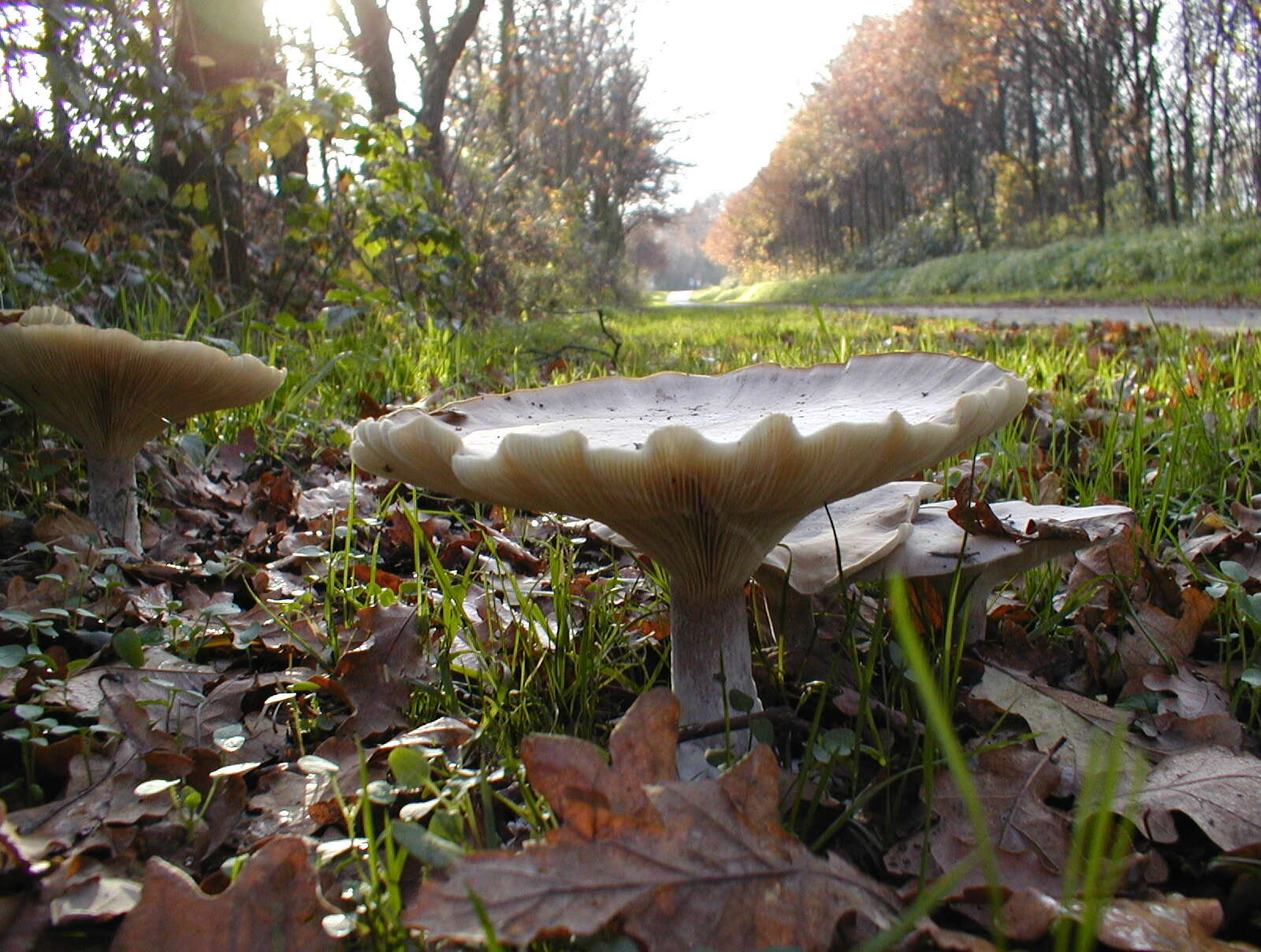 Image of Clitocybe nebularis (Batsch) P. Kumm. 1871