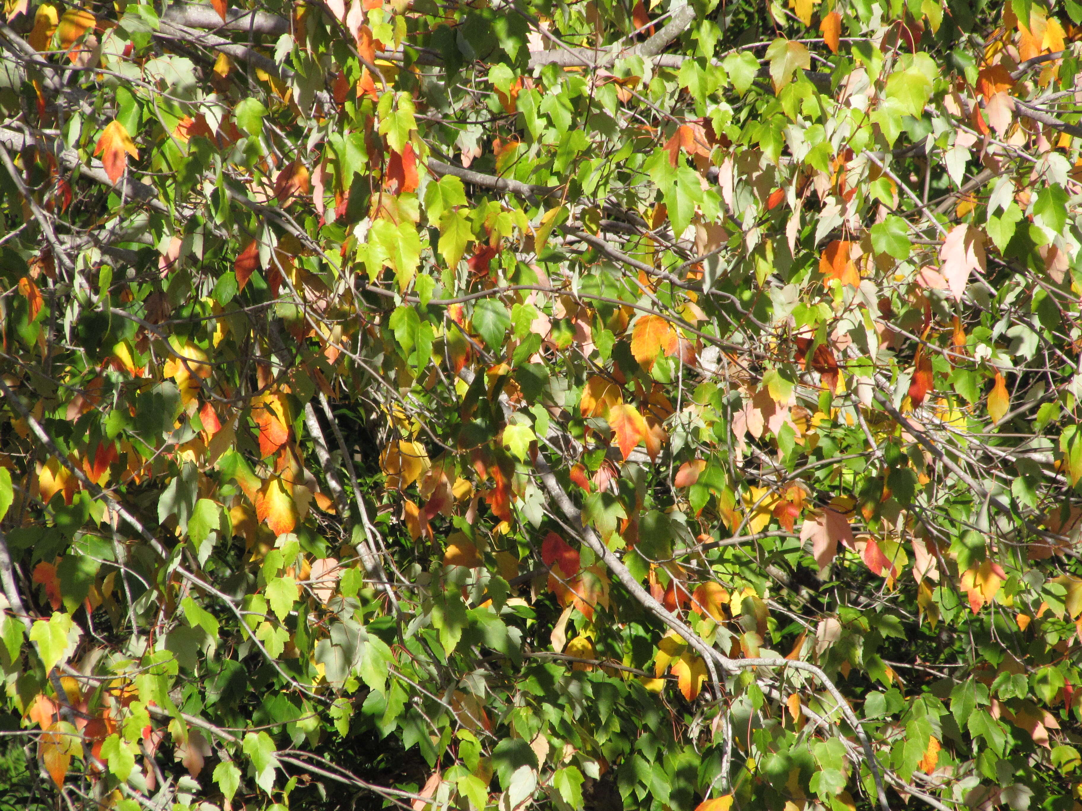 Image of three-toothed maple