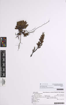 Image of Dracophyllum densum W. R. B. Oliv.