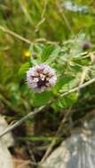 Image of Water Mint